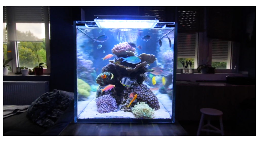 Nano Reef Must Know Tips For A Successful Tank
