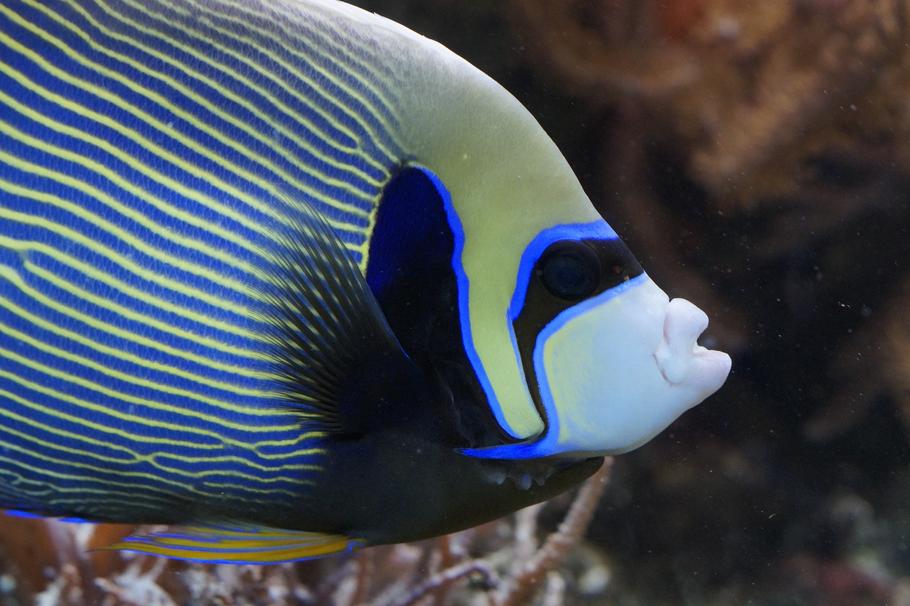 Top 5 Fish to Avoid