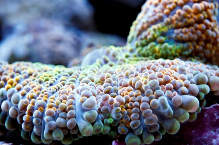 Top 5 Best Beginner-Friendly Corals