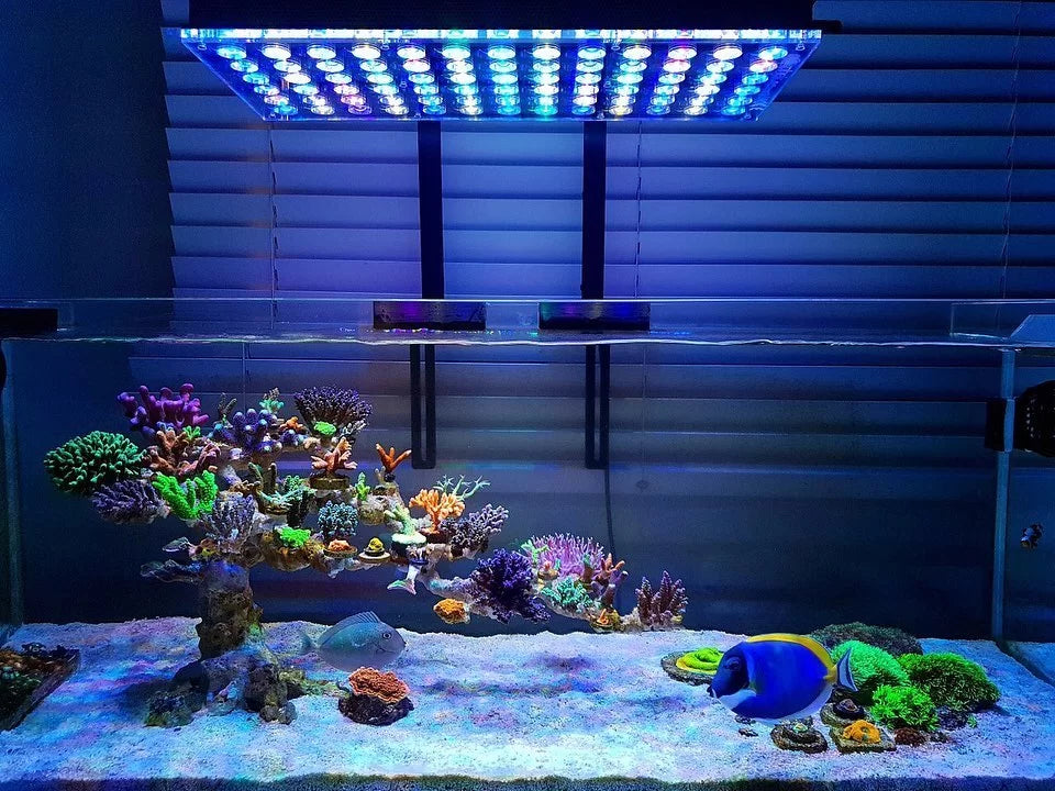 The Importance of Lighting in an Aquarium