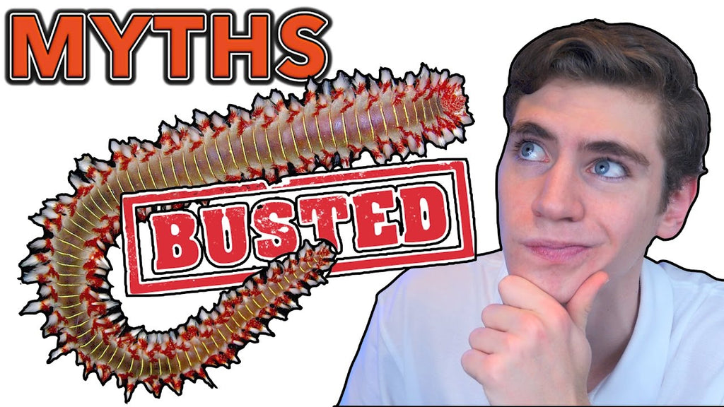 7 Reef Tank MYTHS That You Still Believe!