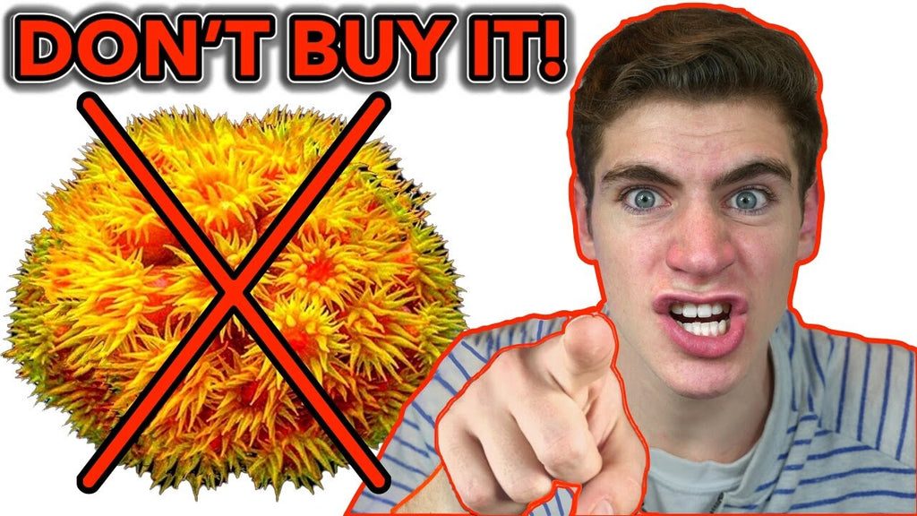 3 Corals Beginners Should AVOID [2021]!