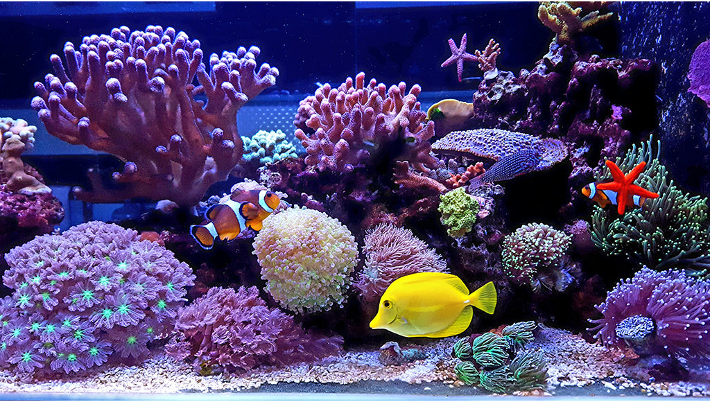 Top 5 Mistakes to Avoid for Aquariums