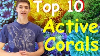 Top 10 Most Active Corals for Reef Tanks [2021]!