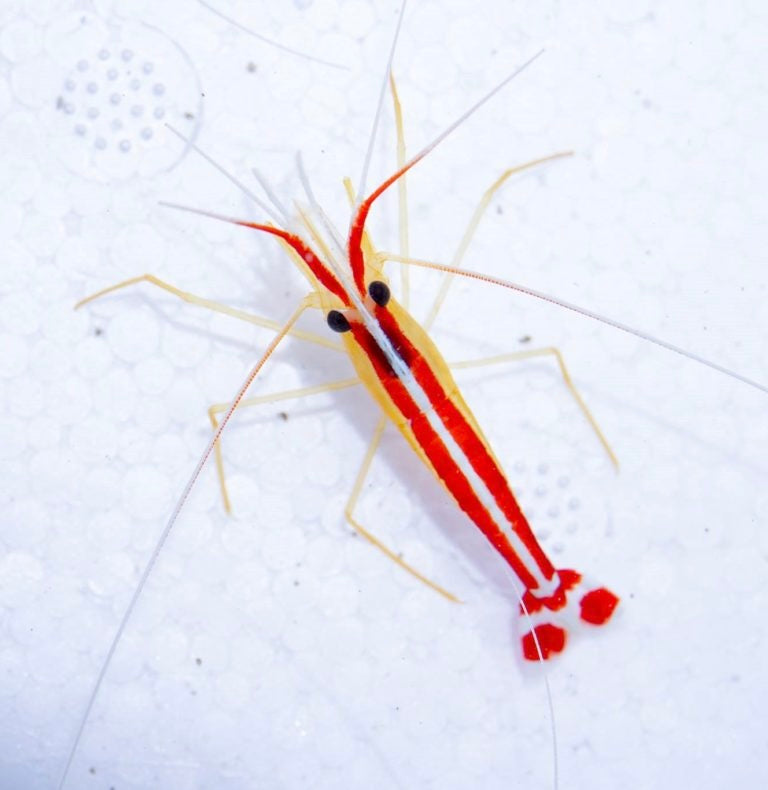 Cleaner Shrimp