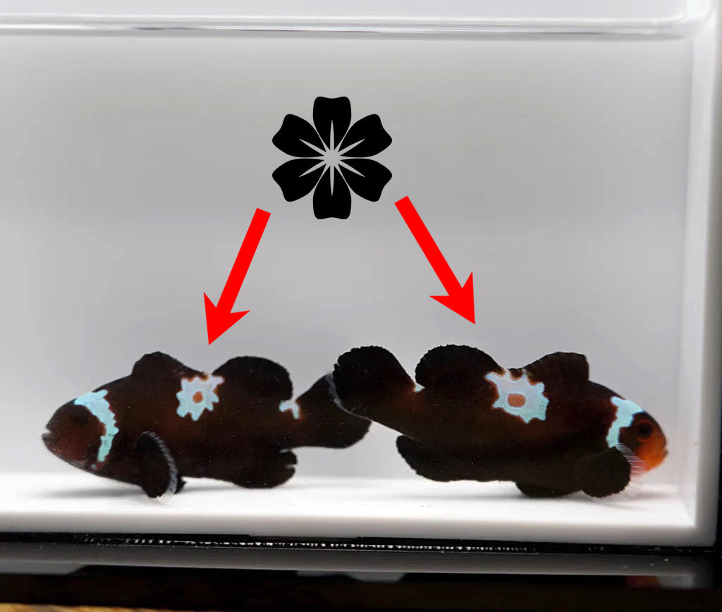 WYSIWYG "Flower Petal" Clownfish Pair