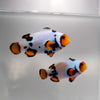 WYSIWYG Thunder/Lightning Clownfish Pair