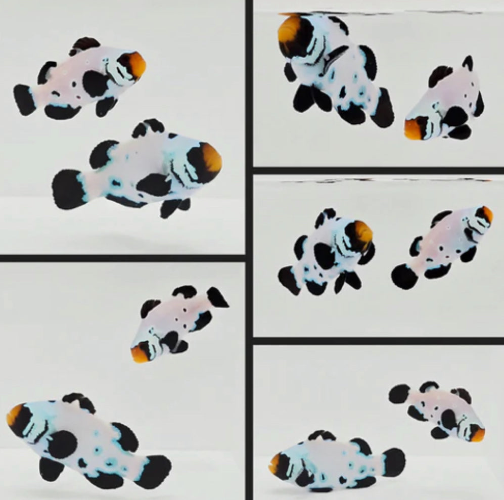 WYSIWYG Sub 0 Frostbite Blue Clownfish Pair