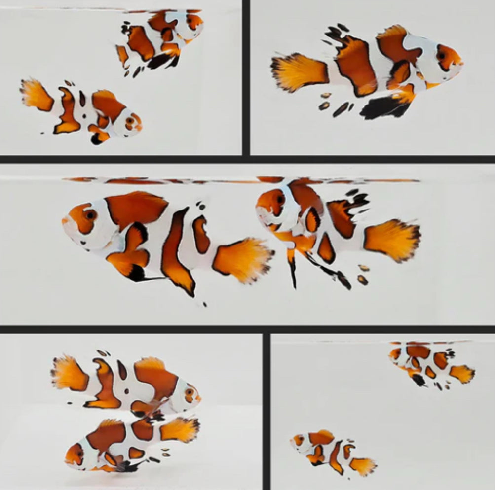 WYSIWYG Clownfish Bonded
Pair Orange Storm
Longfin
