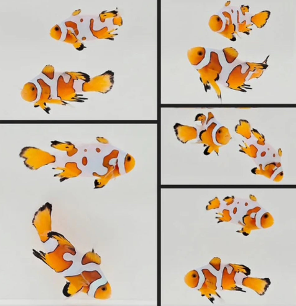WYSIWYG Mocha Storm GRADE A Clownfish Pair