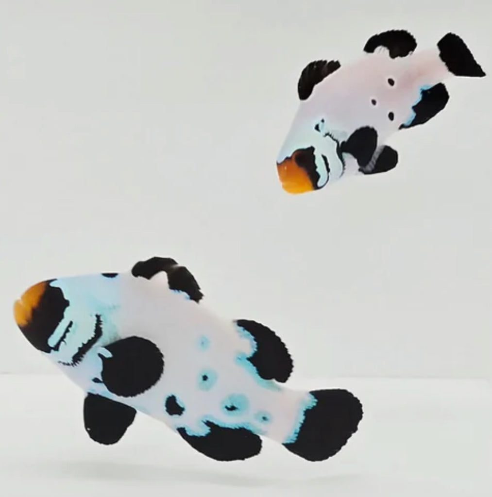 WYSIWYG Sub 0 Frostbite Blue Clownfish Pair
