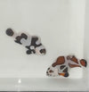 Super Storm Clownfish Pair WYSIWYG