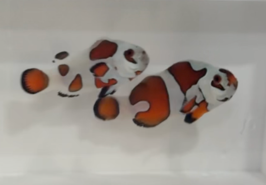 WYSIWYG Mocha Storm GRADE A Clownfish Pair