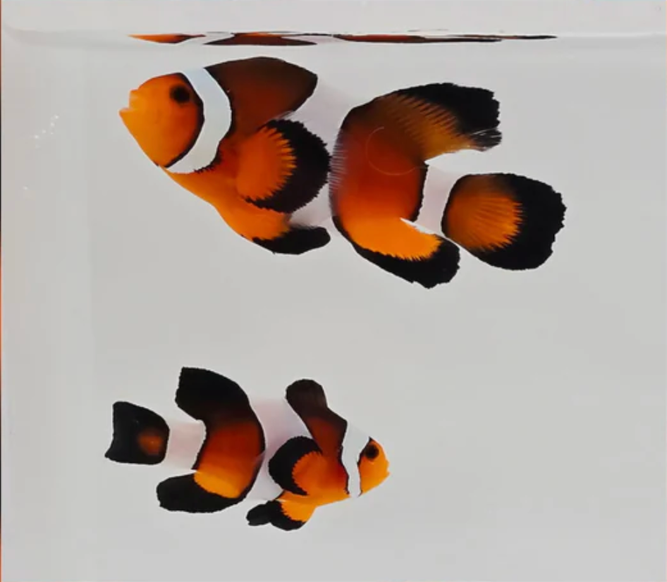 WYSIWYG Longfin Clownfish Pair