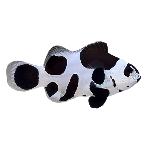 Black Storm Ocellaris Clownfish