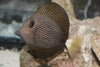 2-3” Gem Tang Live Saltwater Fish
