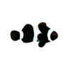 Black Ocellaris Clownfish