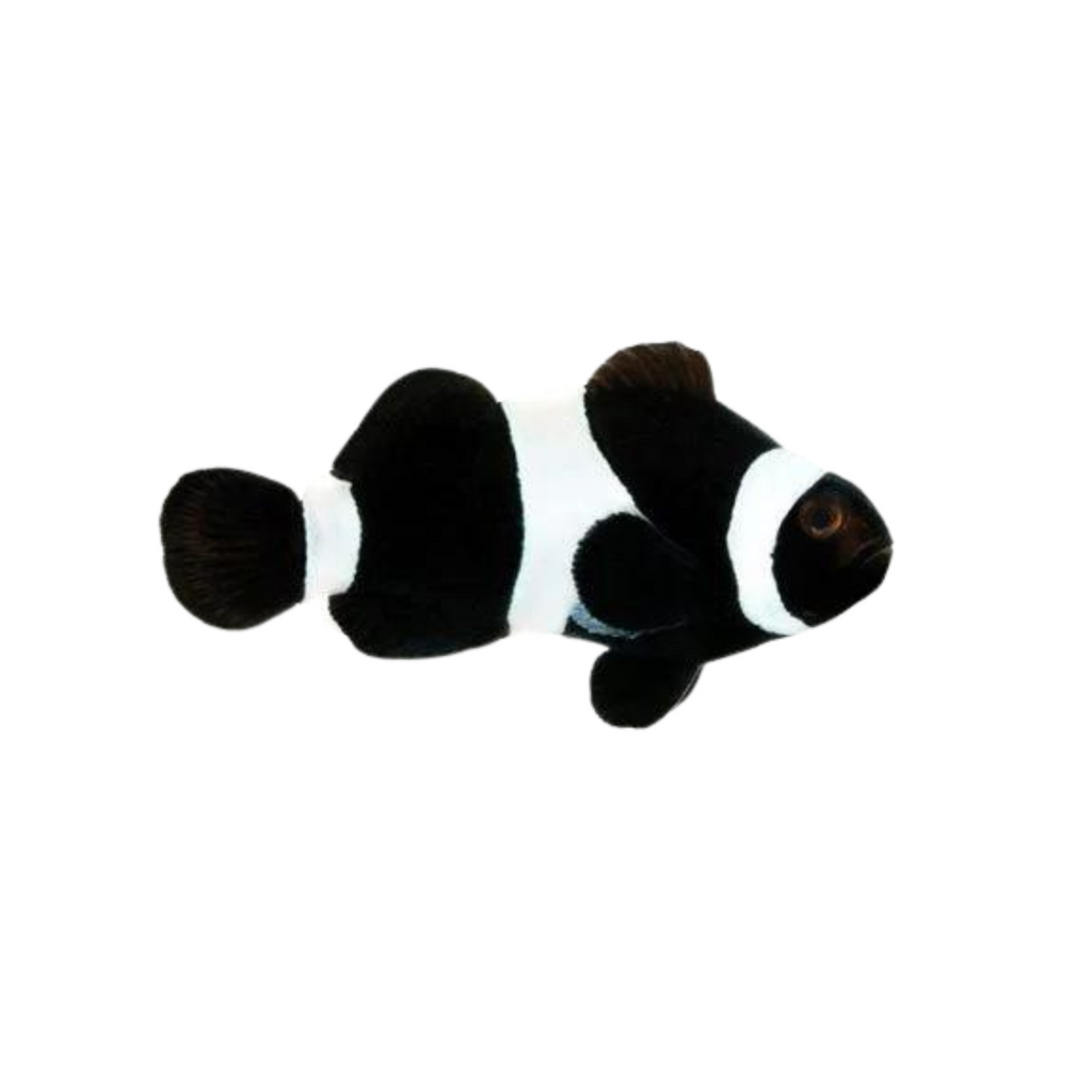 Black Ocellaris Clownfish
