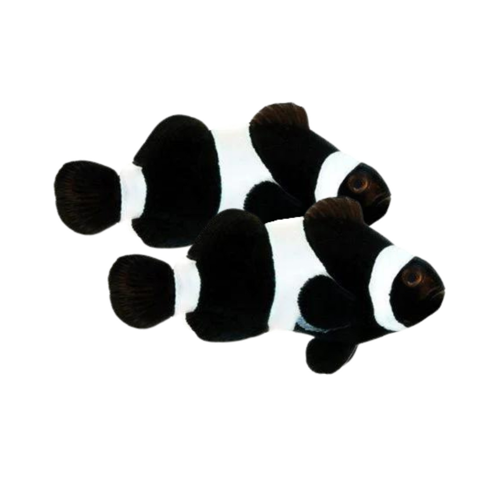 Black Ocellaris Clownfish