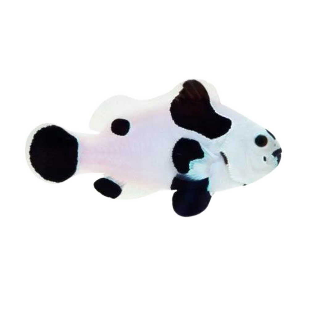 Black Storm Ocellaris Clownfish