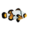 Black Ice Ocellaris Clownfish