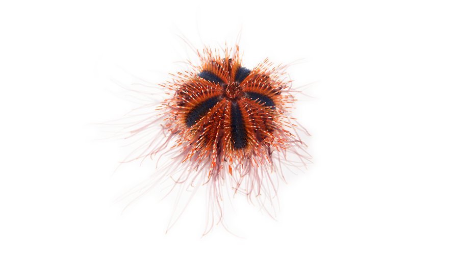 Tuxedo Urchins