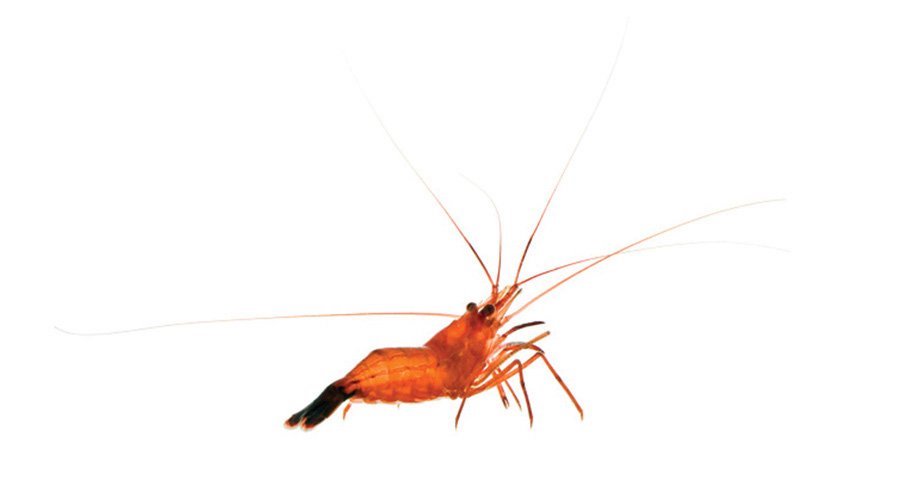 Peppermint Shrimp